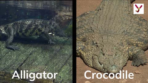 Crocodile VS Alligator - 10 key differences.