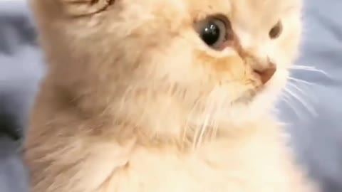 Funny animal video😼try not to lough🤣🤣🤣