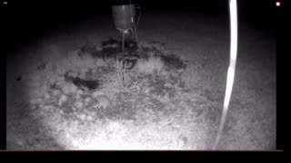 What's at the feeder LIVE after the storms? 5/10/2023