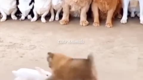 All animal watching like audience