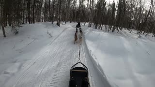 Dog Mushing Alaska 2024 Part 1