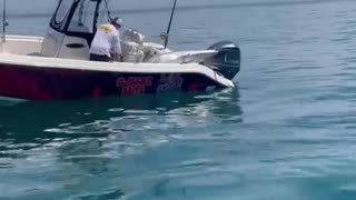 Fishers capture a gigantic Tuna FISH