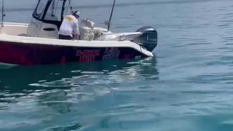 Fishers capture a gigantic Tuna FISH