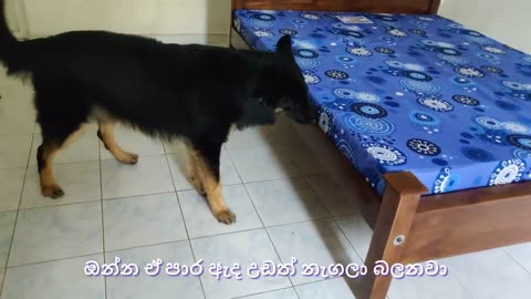 Dog Reaction to New Bed & Mattress Is Hilarious! _ අලුත් ඇදයි මෙට්ටෙයි දැක්කම ටෝබි මොනවා කරයිද_