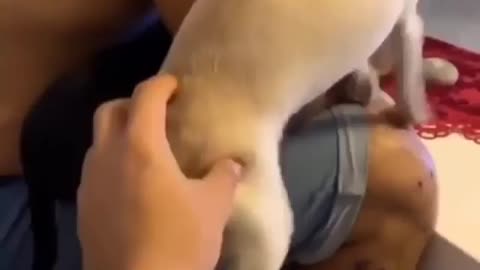 A dog refuses to touch his ass