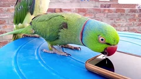 A parrot talking to a phone