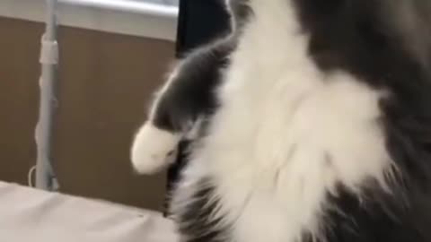 Cat funny video (part 3)