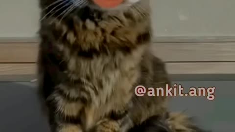 Cat viral funny comedy scenes 😂🐈