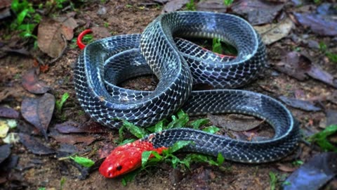 10 beautifull snakes