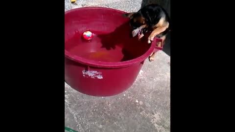 Ball in water proves challenging for determined dog