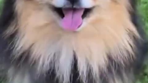 Funny and Cute DOG