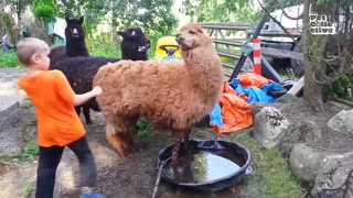 Funniest Farm Animals