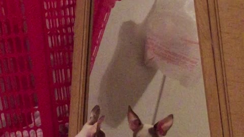 Dog hangs out with reflection in mirror