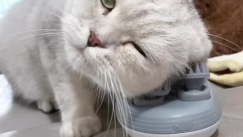 CATS LOVES HEAD MESSAGE