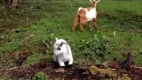 Goat's child considers himself to be open