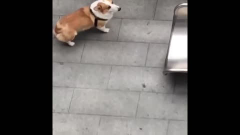Dog caught sliding and enjoying inside the mall | Animal Mode