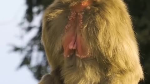 Gelada’s are what?? 😳 #gelada #animalsoftiktok #animalogic #baboon