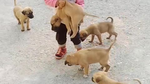 Cute baby playing with cute dog 🐕🐕🐕🐕