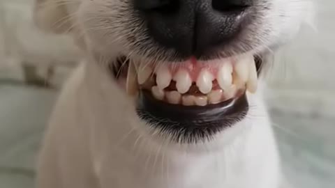 Funny Dog Smiling