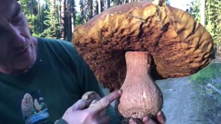 GIANT Rocky Mountain Porcini Mushroom