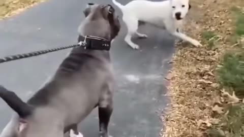 Fighting dogs , Dog V/S Dog