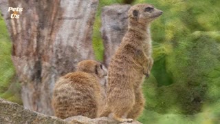 Amazing Facts About Mongoose (2022) | Pets and Us