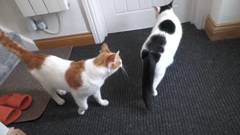 My cat is Excited To See The neighbours cat