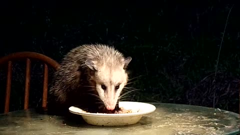 A Hungry Opposum