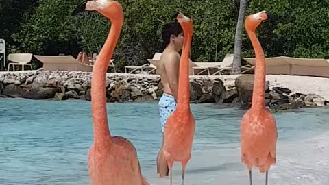 Private Beach Gives Visitors The Chance To Mingle With Flamingos