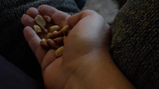 Squirrel Eating Out Of My Hand