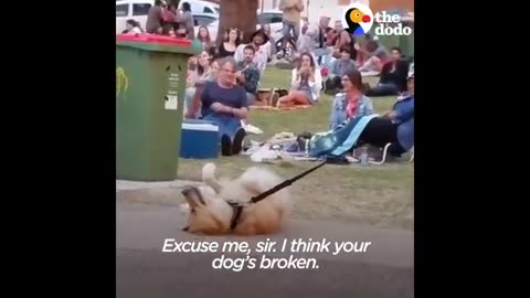 Dog PLAYS DEAD to Avoid Going Home While Park Crowd Watches _ The Dodo(360P)