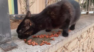 Cute sick black cat is looking food