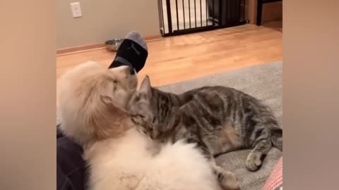 This cat and dog grew up together and are besties.