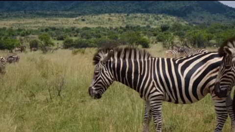 Zebra #animal #wildlife #forest #mountain