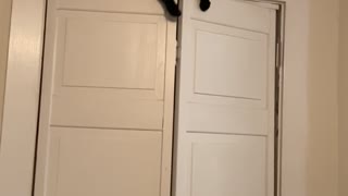 Cat Squeezes Through Closet Door