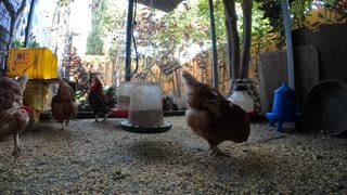 Backyard Chickens Fun Relaxing Video Sounds Noises Hens Roosters!