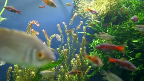 Fish Aquarium Underwater video