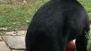 Bear Steals Pumpkin From Porch