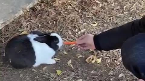 The rabbit stole the carrot