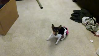 Rat Terrier demonstrates new tricks