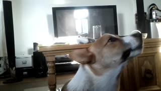 Small dog sings along to radiohead
