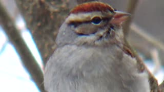 Chirping Sparrow