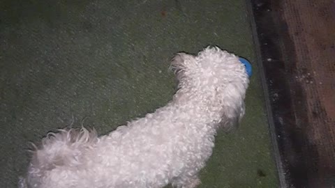 This Dog Loves a Squeaky!