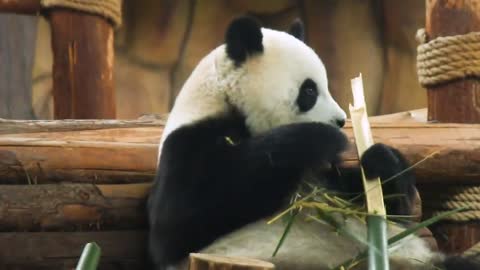 The giant panda is a national treasure