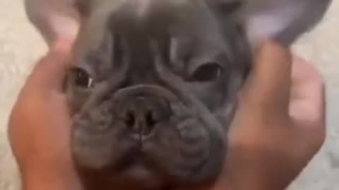 Wow! Very Good Baby Dogs -Cute And Funny Dog Videos Compilatio