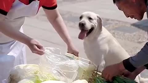 GOOD DOG HELP HIS HOOMAN SELL THE VEGETABLES.mp4