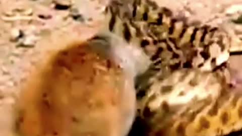 The cat and the snake are playing#wildanimals #snake #python #squirrel #animals