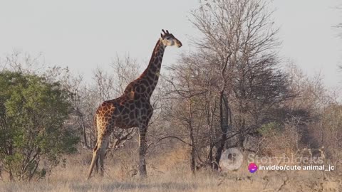 Giraffe Kingdom: Tall and Graceful Giants