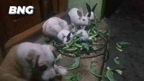 5 rabbits having fun with the puppies