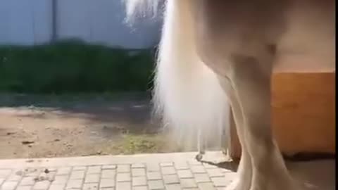 Huge White Hair Horse Beautiful - Amazing Beautiful horses compilation